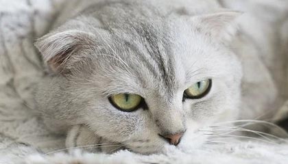 中国台湾伴游，定制QQ：3494206190微信：act1322